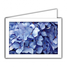 Grußkarte | Blaue Hortensie